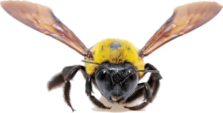 Carpenter Bee